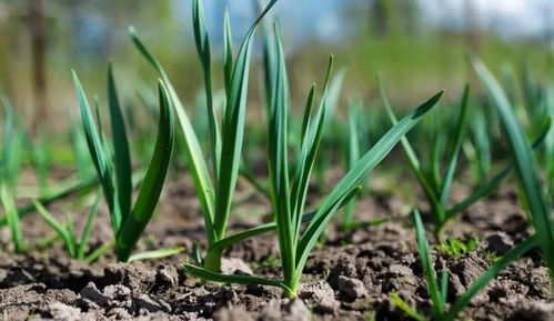 使用方法和注意事项，不Neng忘