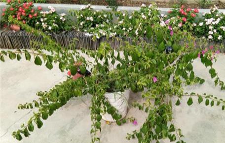 控制水分，避免烂根