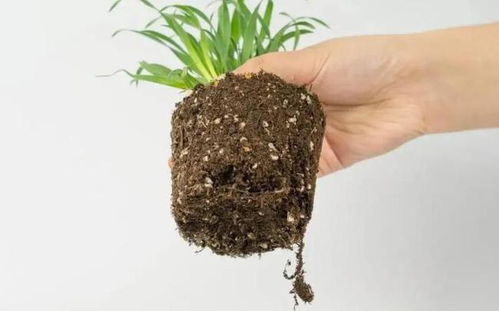 芝麻姐姐的秘籍， 教你轻松辨别黑芝麻