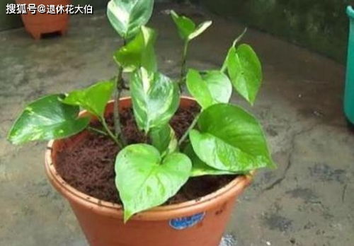 绿萝烂根，冬季低温是元凶吗