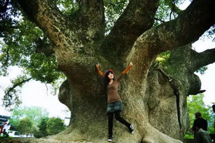 水杉的神秘归来