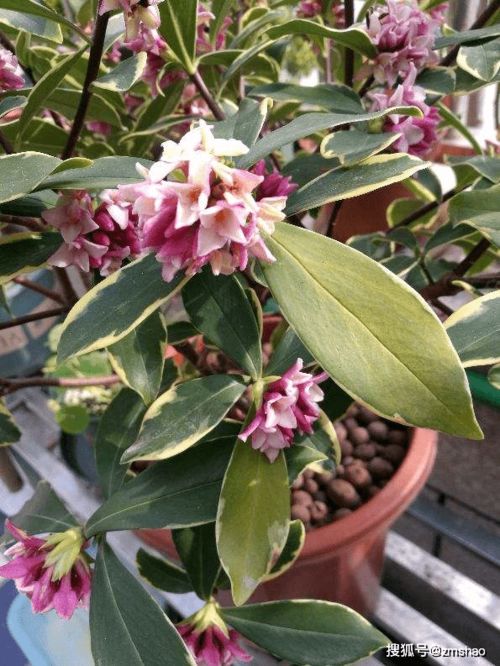 金边瑞香：香气袭人，喜庆满满