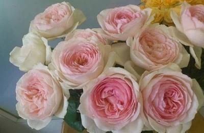 花型标准， 像蒸的大包子