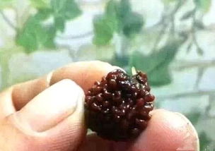 核桃发芽了怎么种出来？如何让它茁壮成长