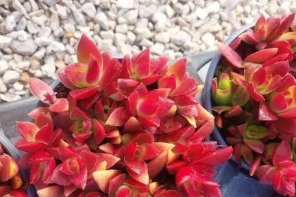多肉植物火祭如何修剪？如何让叶片更饱满