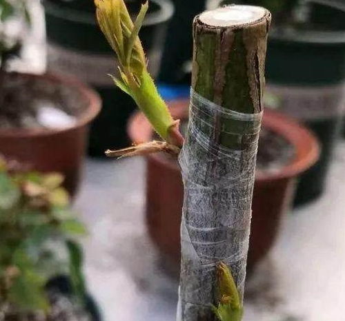 茶花嫁接在月季花上成功率高吗？视频教程推荐