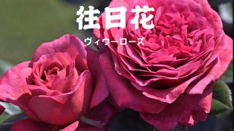 戴尔巴德2016， 法国的骄傲