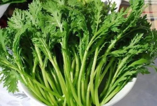 茼蒿润肺清血，日常饮食养生佳品