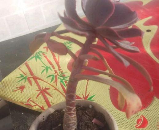 仙人球烂掉怎么办？挽救方法揭秘！
