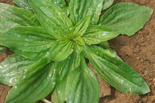 种子数量少，成本高？揭秘种车前草种子之谜