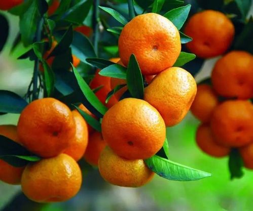 柑橘种植过程中，如何科学管理水分、施肥和病虫害防治以确保柑橘产量和品质