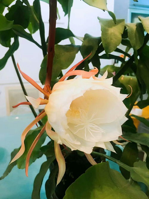 花开原理是怎样的？