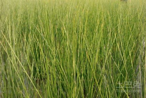 乙草胺对环境和人体的影响