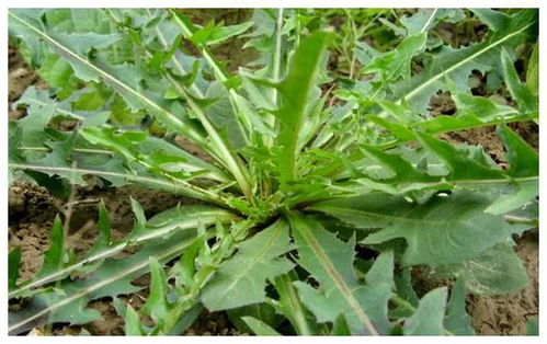 5. 苦瓜：清热解毒， 口感独特