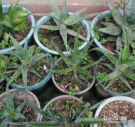 玉麒麟烂根了如何挽救
