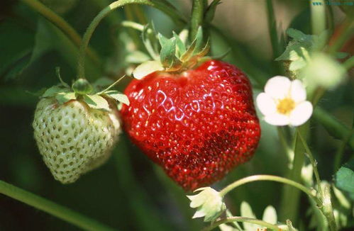 草莓种植面积与收益：合理安排品种和采摘高峰