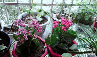 爷爷照料花草的技巧