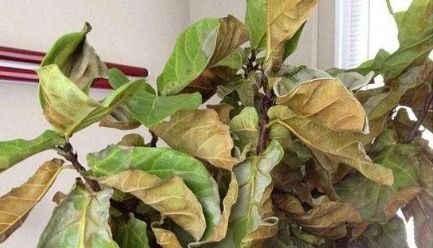 植物叶子萎蔫了该怎么办呢？