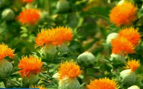 闽北红壤大变身，种植花卉增收40%的秘密！