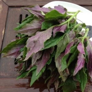 白苋：叶菜植物