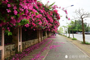 三角梅：门前的风水宝树