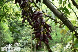 常春油麻藤：绿意盎然的守护者