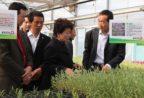 内蒙古林科所的研究