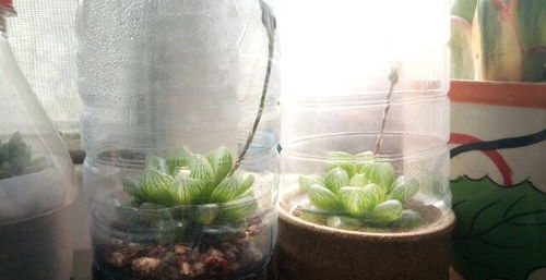 玉露养护， 避免叶面发黄