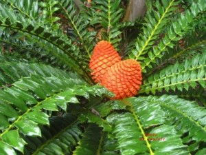 鳞粃泽米铁盆栽的价钱之谜