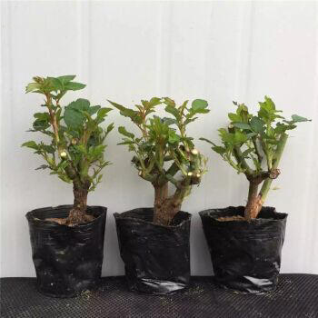 种植方式， 芽儿受影响