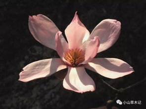 天目木兰花语究竟代表着什么它有哪些独特的象征意义