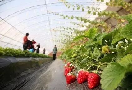 草莓种植技术详解，新手也能种出香甜大草莓