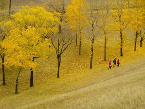 落叶无声，静心之旅