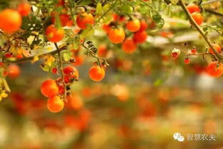 播种育苗大揭秘