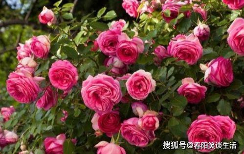 复色狮子座月季的优点