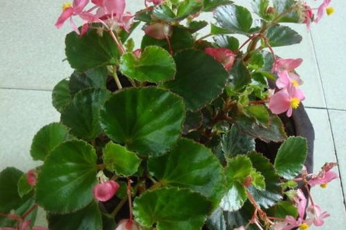 绣球花：花团锦簇， 叶片浓绿