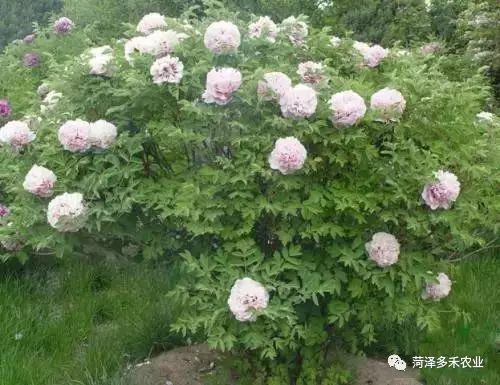 牡丹的寓意与情感