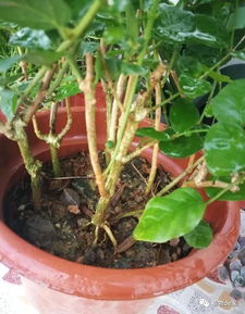 改善土壤，让月季重获生机