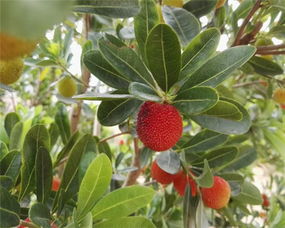 基质配方，秘密武器