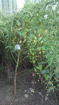 新手常问的问题解答