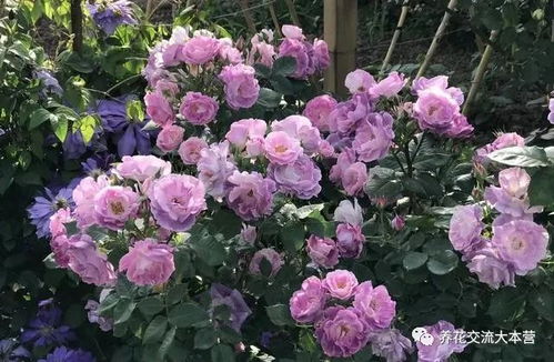 种植季节：选对时间， 花开不败