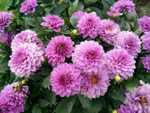 飘香藤：春天的温柔拥抱