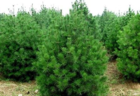 松树，坚韧不拔的象征