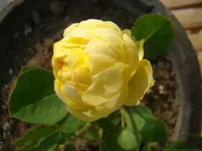 柠檬水月季与黄眼睛月季：日常妆容的搭配之谜