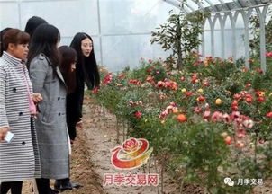 月季树批发，价格大揭秘！