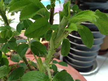 观察虫子，别急喷药！