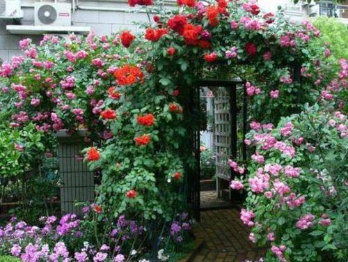 月季界的明星——蓝色阴雨月季