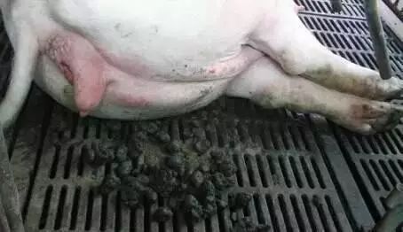 母猪假怀孕套路深，如何识破不被耍