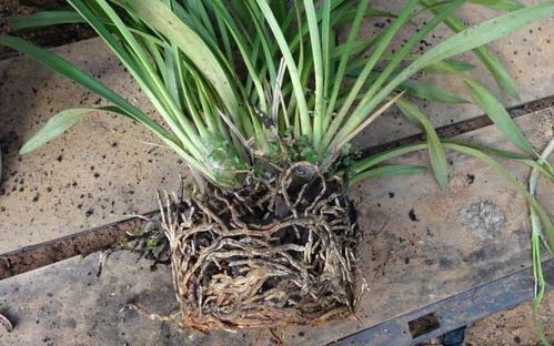 兰花种植时哪种泥土最适合兰花土质要求