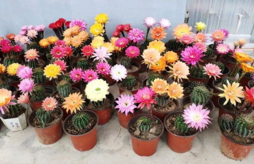 仙人球开花，养护有门道